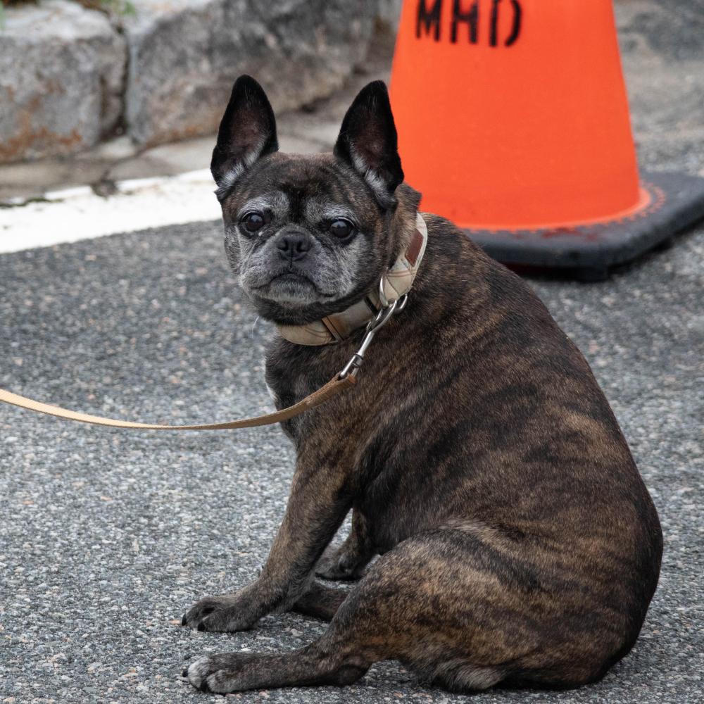 Pickles, a 12-year-old boxer and pug mix, takes a seat at the Dog Walk-a-Thon in Mattapoisett in August. Photo by Sawyer Smook-Pollitt